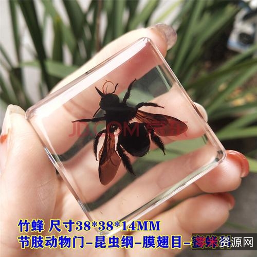 《中国昆虫生态大图鉴+初级观赏动物饲养工培训考试教程》5本PDF格式动物相关类电子书