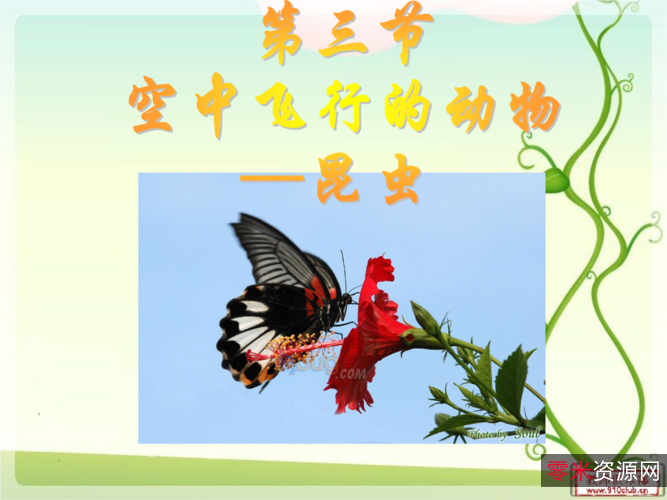 《中国昆虫生态大图鉴+初级观赏动物饲养工培训考试教程》5本PDF格式动物相关类电子书