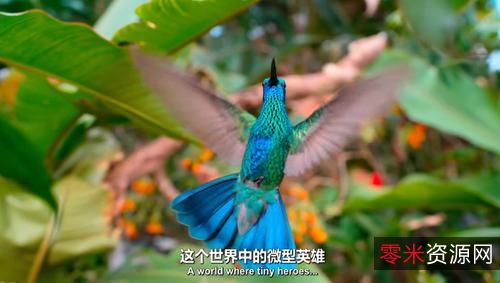 纪录片大合集：1000多部，高清晰，倍速播放，总有你想要的！