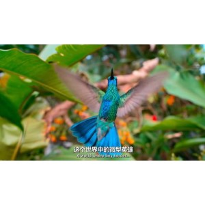 纪录片大合集：1000多部，高清晰，倍速播放，总有你想要的！