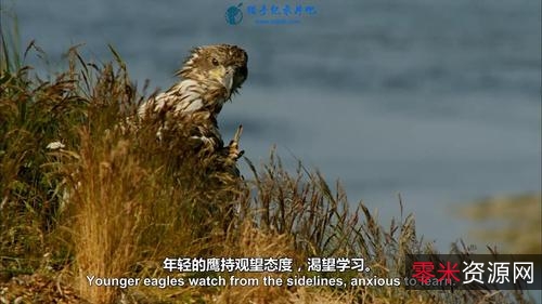 超级视频纪录片:鸟瞰地球BBC,原画与倍速视频完美结合